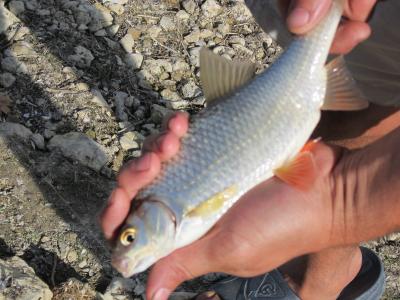 Прикрепленное изображение: IMG_0272.JPG